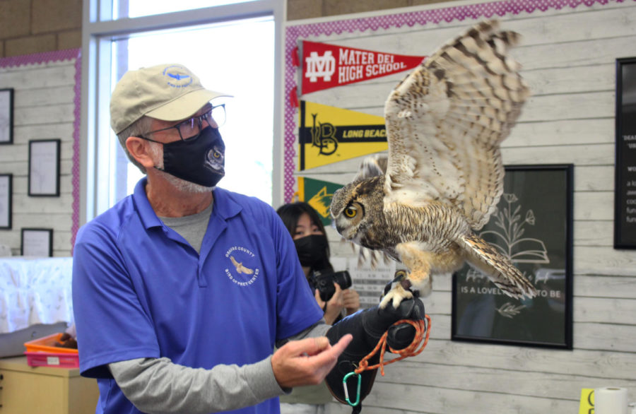 While the OCJEA competition happens, the speaker of Orange County Bird of Prey Center describes Tweak, as an amazing “killer” with gray expanded wings. 
