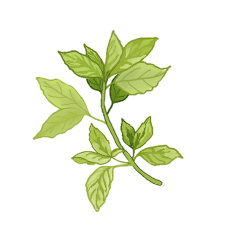 Basil is an herb with a pleasant aroma and can be used in numerous dishes.