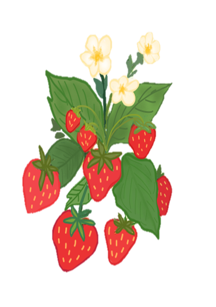 Strawberries are a sweet summery fruit that can be eaten by people and pets alike.