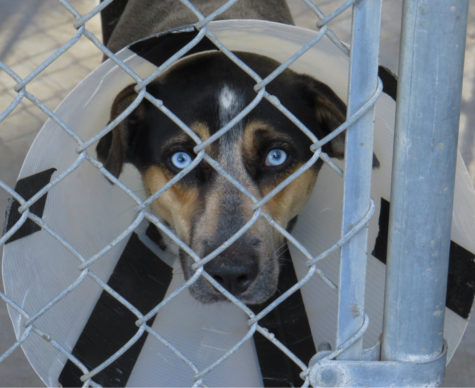 Iris, who is named after their piercing blue eyes, is one of the shelter dogs they house and offer medical care to.


