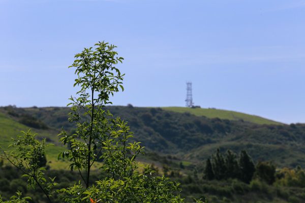 A branch parallels the power tower in the distance